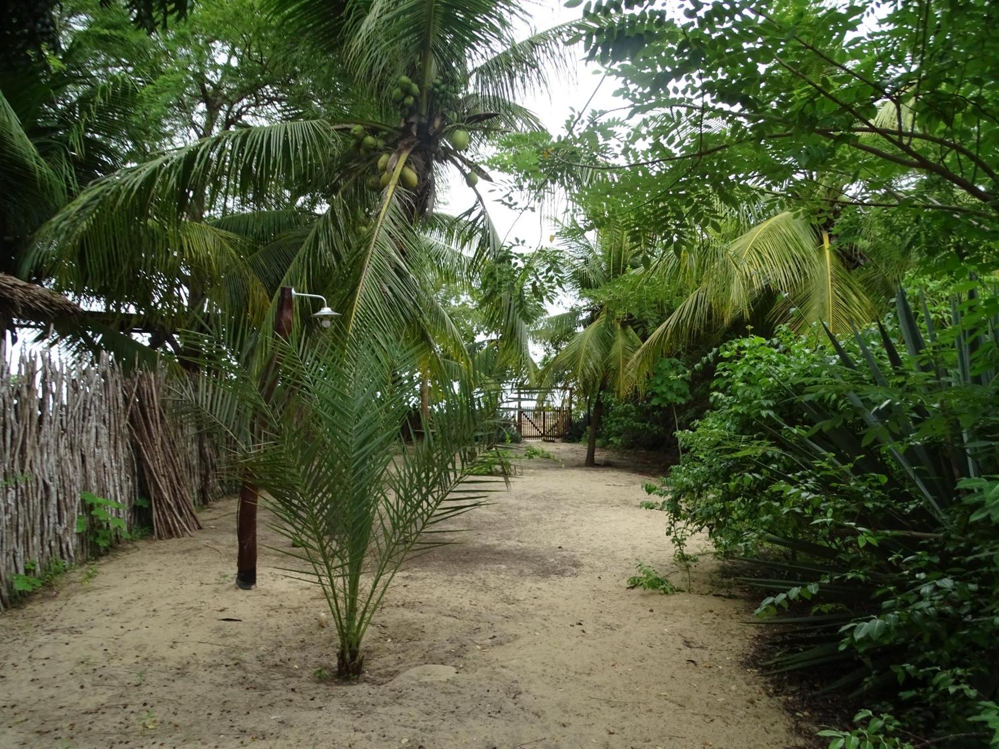 Jungle House